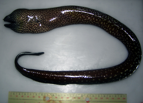 Neglected moray (Gymnothorax neglectus) — Muraenidae