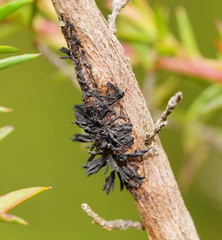 Septobasidium clelandii