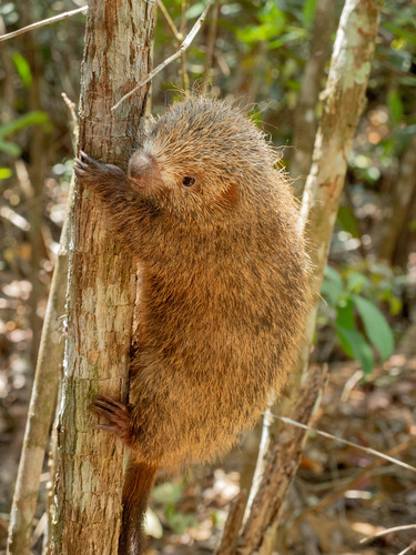 Bristle-spined Rat