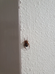 Steatoda nobilis