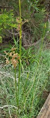 Juncus continuus