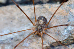 Opilioninae