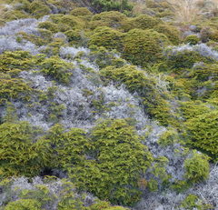 Gleichenia alpina