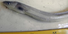 Uroconger lepturus