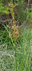 Juncus continuus