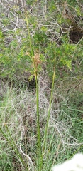 Juncus continuus