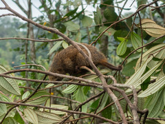 Chaetomys subspinosus