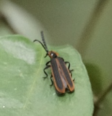 Metriorrhynchus variipennis