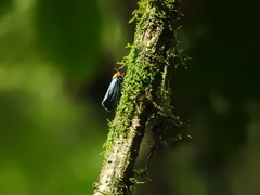Lepidoptera