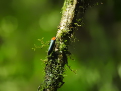 Lepidoptera