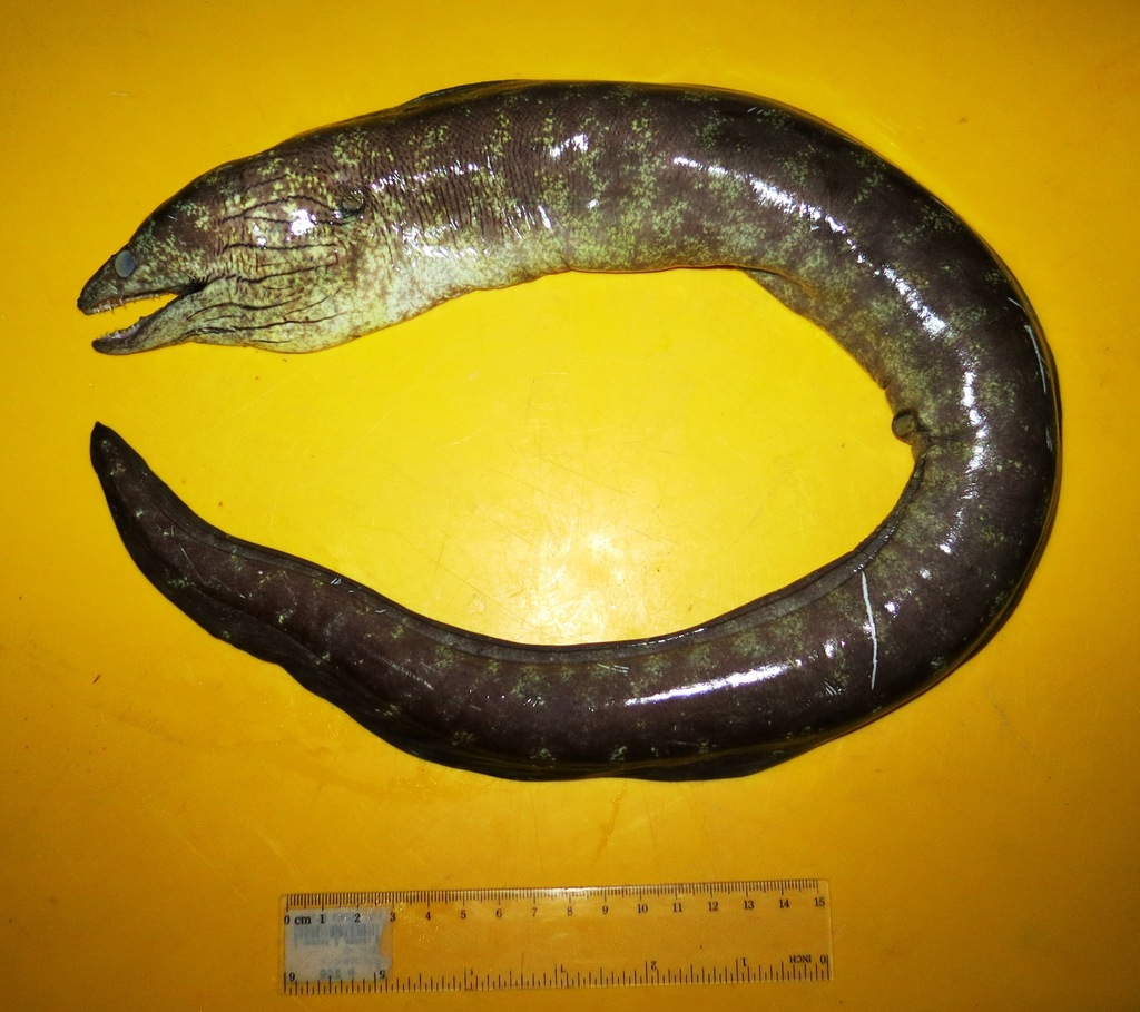 False Kidako Moray