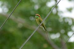 Merops orientalis ferrugeiceps