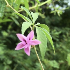 Ipomoea hochstetteri