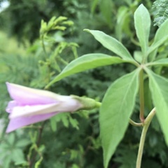 Ipomoea hochstetteri