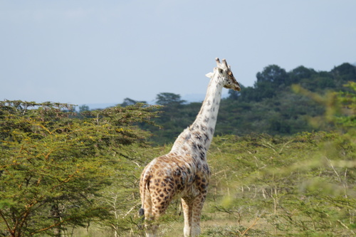 Northern Giraffe, Nakuru, KE, photo 8 of 10