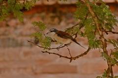 Lanius collurioides