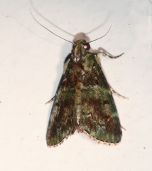 Orthaga atribasalis