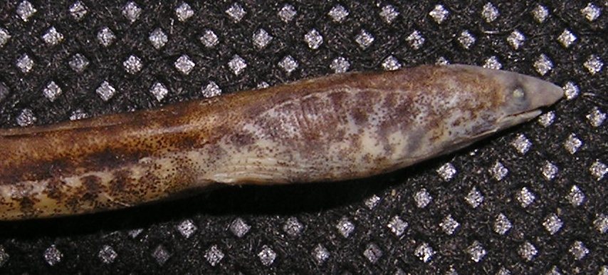 Misol Snake Eel