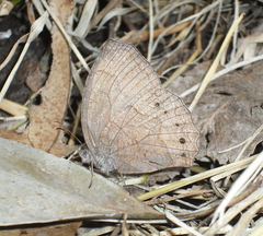 Pindis squamistriga