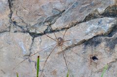Opilioninae