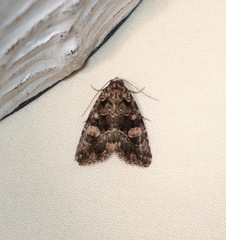 Condica macrosema