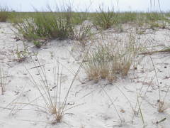 Thinopyrum bessarabicum