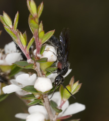 Rhagigaster scalae