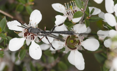 Gasteruption terminale