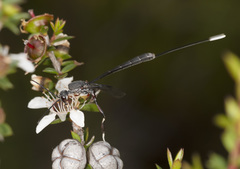 Gasteruption terminale