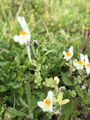 Linaria reflexa