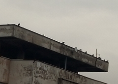 Columba livia domestica