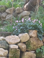 Cyclamen persicum