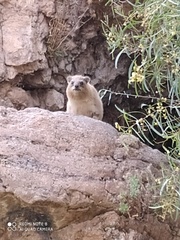 Procavia capensis