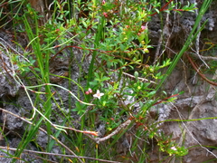 Cyanothamnus nanus nanus