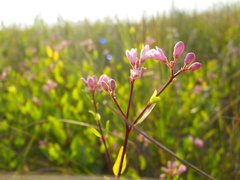 Apocynum venetum