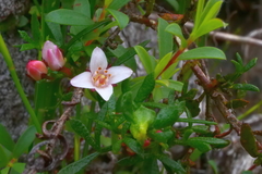 Cyanothamnus nanus nanus