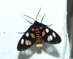 Amata trigonophora