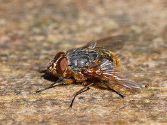 Calliphora stygia