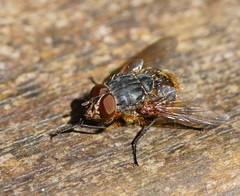 Calliphora stygia