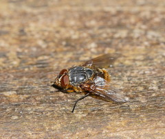 Calliphora stygia