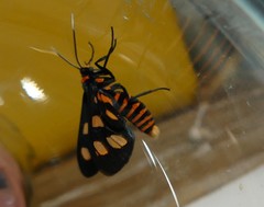 Amata trigonophora