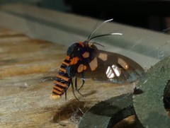 Amata trigonophora