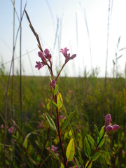 Apocynum venetum