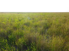 Apocynum venetum