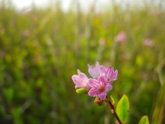 Apocynum venetum