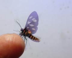 Amata trigonophora