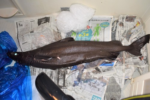 Roughskin dogfish (Centroscymnus owstonii) — Somniosidae — 4