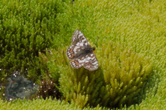 Euphydryas cynthia