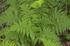 Athyrium yokoscense