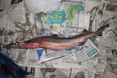 Deania quadrispinosa